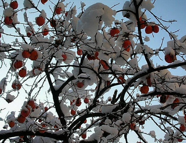 Frutti e bacche